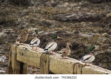 Getting Your Ducks Lined Up!  Mallards In A Row