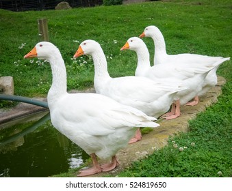 Getting Your Ducks In A Row