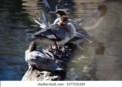 Getting Your Ducks In A Row. This Group Of Merganser Ducks Rest Up On  Log In Taylor Creek, South Lake Tahoe 