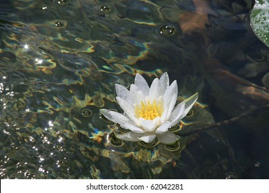 Getty Villa Lily