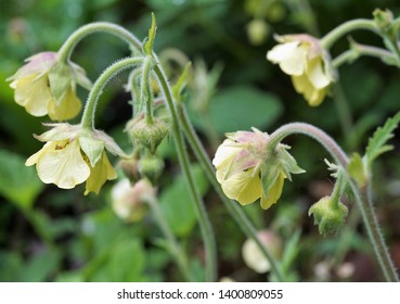 Geum Lemon Drops, Light Yellow Flowers