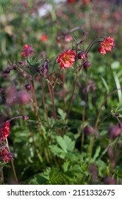 Geum rivale Flames of Passion ideal flowers for natural, english and cottage garden