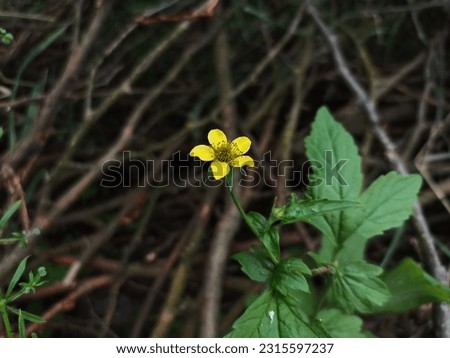 Geum urbanum, also known as wood avens, herb Bennet, colewort and St. Benedict's herb (Latin herba benedicta) Stock photo © 