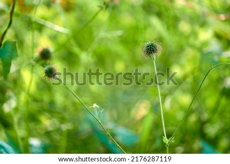 Geum urbanum, wood avens, herb Bennet, colewort and St. Benedict's herb (Latin herba benedicta), is perennial plant in rose family (Rosaceae), which grows in shady places. Stock photo © 