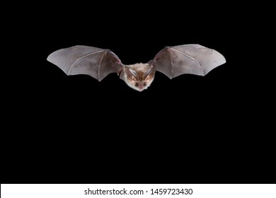 Gewone grootoorvleermuis vliegend, Brown long-eared bat flying