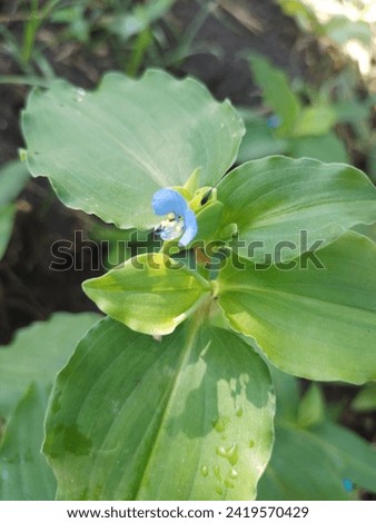 gewor or scientific name Commelina Benghalensis is a wild plant that lives anywhere. characterized by beautiful blue flowers, which are rarely found in other flower plants.