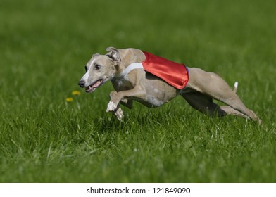 Geyhound Lure Coursing