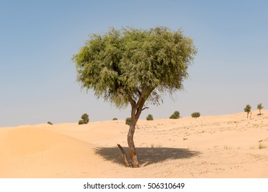 Ghaf tree in desert landscape with blue sky