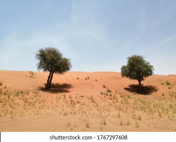 Ghaf Trees (Prosopis Cineraria) In Desert Sand Dunes Of Sharjah, United Arab Emirates. The Drought Resistant Evergreen Tree Fights Arabian Gulf Desertification And Is Native To Arid Western Asia.