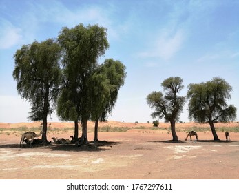 Ghaf Trees (Prosopis Cineraria) In Desert Sand Dunes Of Sharjah, United Arab Emirates. The Drought Resistant Evergreen Tree Fights Arabian Gulf Desertification And Is Native To Arid Western Asia.