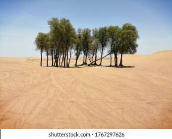 Ghaf Trees (Prosopis Cineraria) In Desert Sand Dunes Of Sharjah, United Arab Emirates. The Drought Resistant Evergreen Tree Fights Arabian Gulf Desertification And Is Native To Arid Western Asia.