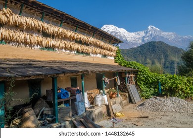 Ghandruk Is A Beautiful Town And A Village Development Committee (VDC) In Kaski District In Gandaki Zone Of North-central Nepal. Ghandruk Is The Most Scenic And Popular Trek That Can Be Done .