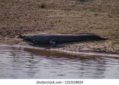Ghardial crocodile sun bathing next to a Mugger Crocodile at Chitwan National park in Nepal Sauhara