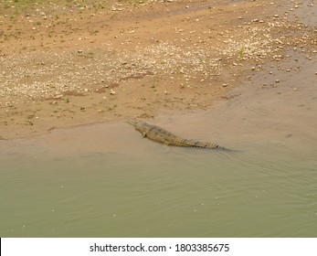 An Gharial alligator resting on the Rapti river bank in the Chitwan national park in Nepal