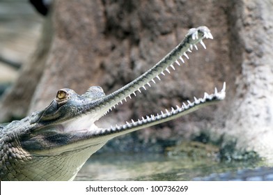 A gharial also called gavial and fish-eating crocodile.