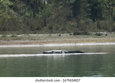 A Gharial Crocodile on a Sandbar in a River int he Chitwan National Park in Nepal.