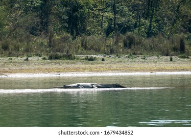A Gharial Crocodile on a Sandbar in a River int he Chitwan National Park in Nepal.