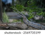 Gharial crocodile sitting on a log with his long, narrow snout open.