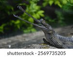 Gharial crocodile sitting on a log with his long, narrow snout open.