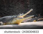 Gharial, fish eating crocodile near the pond. Gavialis gangeticus.