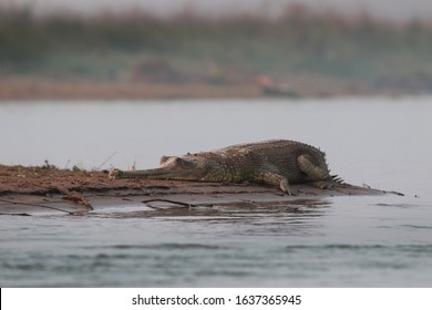 Gharial (fish-eating crocodile) Chitwan Nepal
