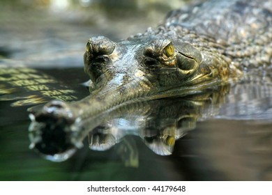 Gharial (Gavialis Gangeticus)