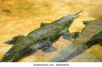 Gharial Gavialis Gangeticus Stock Photo 685444654 | Shutterstock