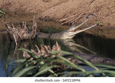 Gharial (Gavialis gangeticus), Chitwan National Park, Terai, Nepal, UNESCO Heritage