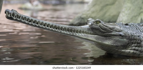 The Gharial (Gavialis Gangeticus), Also Known As The Gavial, Is A Crocodilian In The Family Gavialidae.