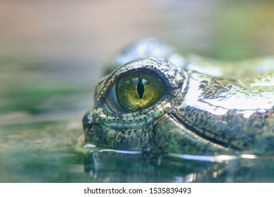 The Gharial (Gavialis Gangeticus), Also Known As The Gavial, And Fish-eating Crocodile Is A Crocodilian In The Family Gavialidae