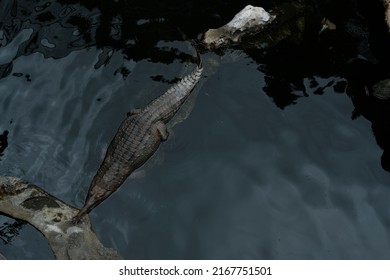 The Gharial (Gavialis Gangeticus), Also Known As The Gavial, Is A Crocodilian In The Family Gavialidae From Top View