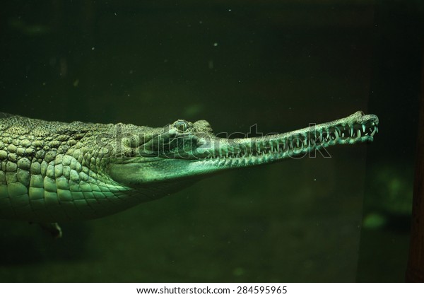 Gharial Gavialis Gangeticus Knows Gavial Stock Photo Edit Now