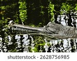 A gharial (Gavialis gangeticus) with a long, narrow snout filled with sharp teeth is partially submerged in water. Its textured gray skin is visible above the surface.