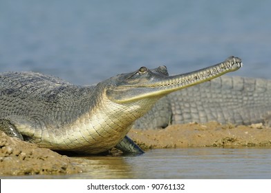 Gharial In India - Chambal River