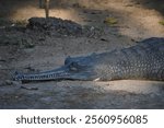 The gharial, also known as gavial or fish-eating crocodile, is a crocodilian in the family Gavialidae and among the longest of all living crocodilians. Mature females are 2.6 to 4.5 m long, and males 