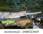 The Gharial, with its long, narrow snout and sharp teeth, was spotted basking on a riverbank. This photo captures its prehistoric presence in a freshwater river habitat.