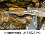 The Gharial, with its long, narrow snout and sharp teeth, was spotted basking on a riverbank. This photo captures its prehistoric presence in a freshwater river habitat.