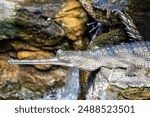 The Gharial, with its long, narrow snout and sharp teeth, was spotted basking on a riverbank. This photo captures its prehistoric presence in a freshwater river habitat.