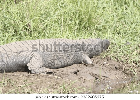 Gharials, sometimes called gavials, are a type of Asian crocodilian distinguished by their long, thin snouts. 
