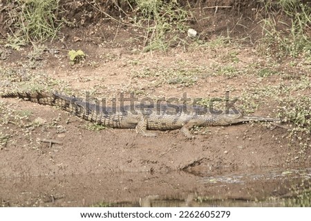 Gharials, sometimes called gavials, are a type of Asian crocodilian distinguished by their long, thin snouts. 
