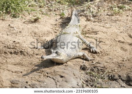 Gharials, sometimes called gavials, are a type of Asian crocodilian distinguished by their long, thin snouts