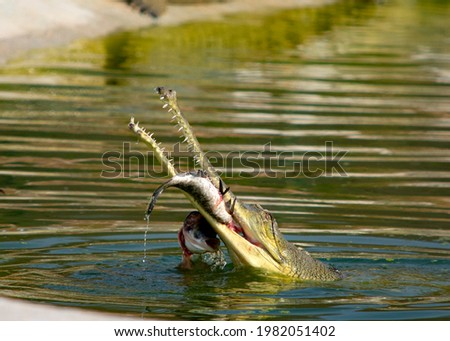 Gharials status under IUCN is critically endangered. They are preserved by Madhya Pradesh government. We need to stop destroying wetlands else they will get extinct too.
