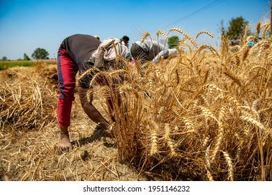 Ghaziabad, Uttar Pradesh, India- April 3 2021: A Farmer Cuts Wheat By Hand While Harvesting A Field,  Cash Crop Of India.  