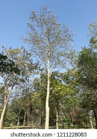 Ghaziabad, Uttar Pradesh / India - March 26, 2017: City Forest Park On The Bank Of The River HIndon. 