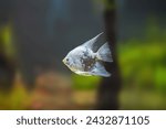 Ghost Angelfish (Pterophyllum scalare) - Freshwater Fish