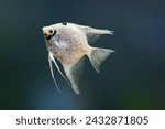 Ghost Angelfish (Pterophyllum scalare) - Freshwater Fish
