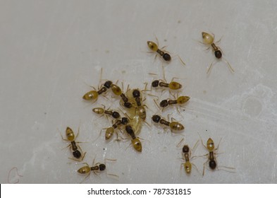 320 Ghost ant Images, Stock Photos & Vectors | Shutterstock