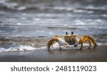 Ghost Crab along the beach with the sea water rolling in and out.