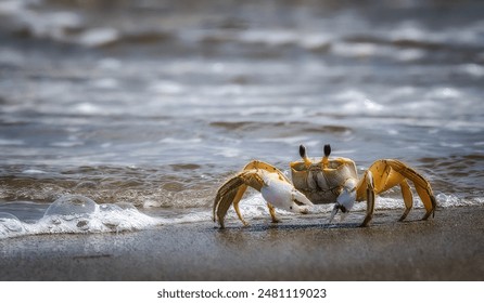 Ghost Crab along the beach with the sea water rolling in and out.