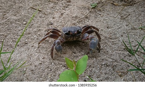 Ghost Crab In Bird Island Seychelles 